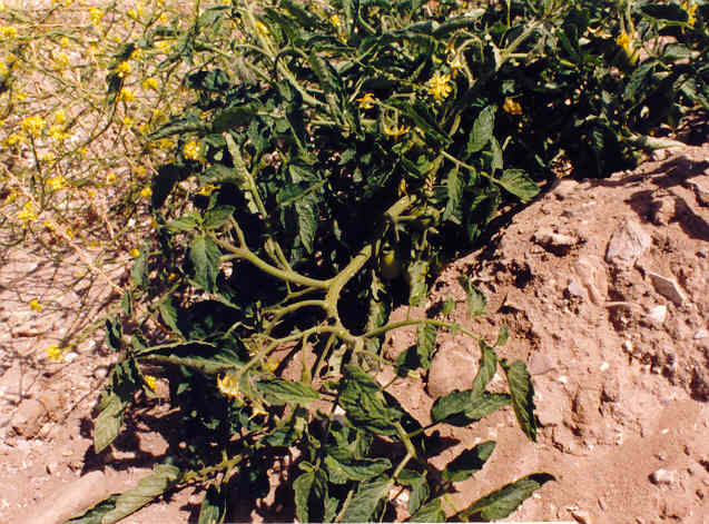 Lycopersicon hybrid